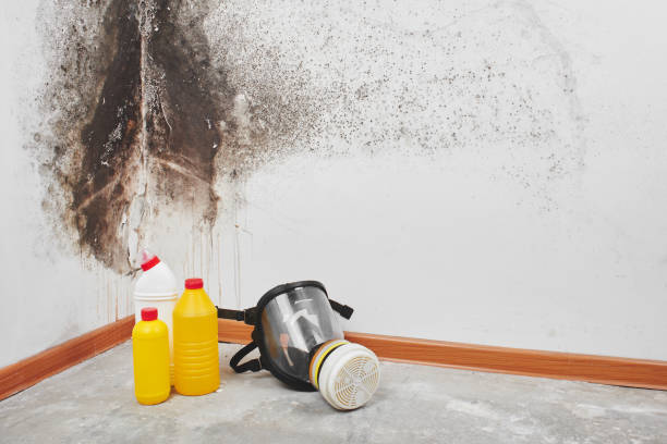 Best Health and Safety Mold Remediation in Lemon Hill, CA