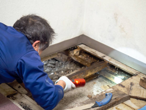Best Post-Flood Mold Remediation in Lemon Hill, CA