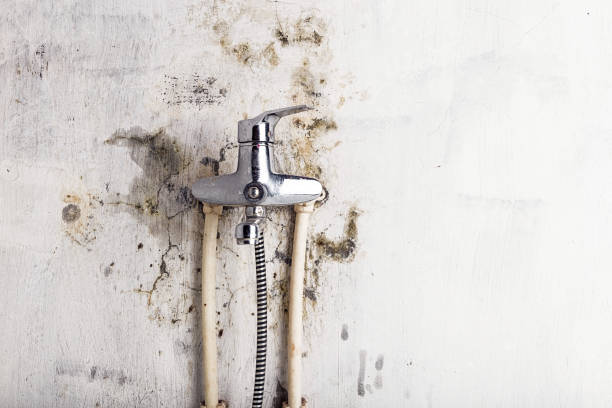 Best White Mold Remediation in Lemon Hill, CA