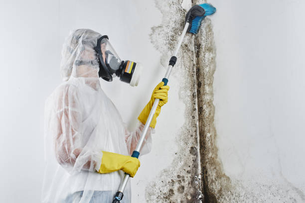 Best Kitchen Mold Remediation in Lemon Hill, CA