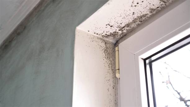 Best Residential Mold Remediation in Lemon Hill, CA