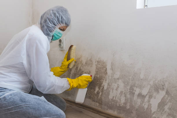 Best Black Mold Remediation in Lemon Hill, CA