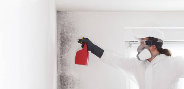 Trusted Lemon Hill, CA Mold Remediation Experts