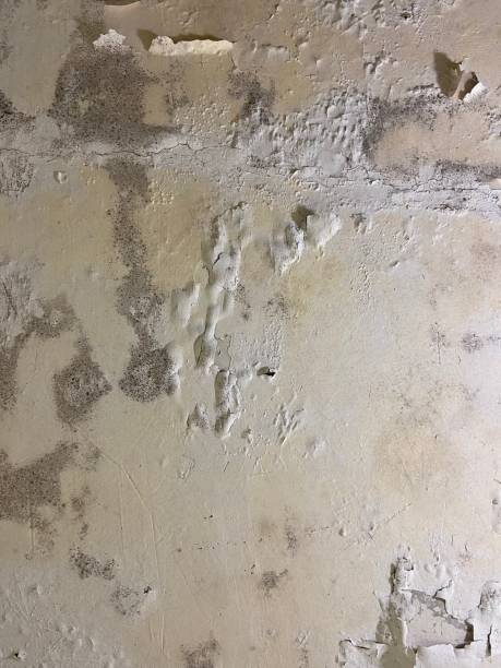 Best Insurance-Related Mold Remediation in Lemon Hill, CA