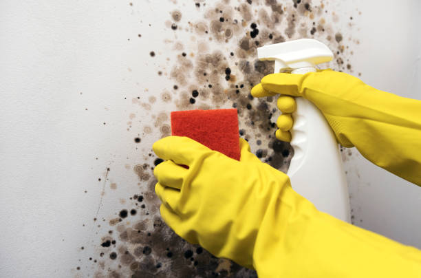 Best Post-Remediation Services in Lemon Hill, CA