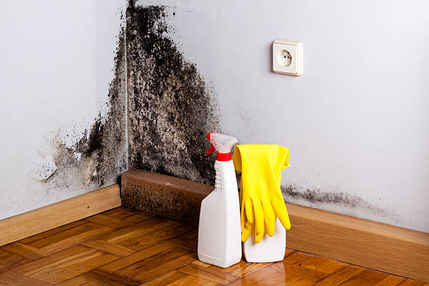 Best DIY Mold Remediation Support Services in Lemon Hill, CA