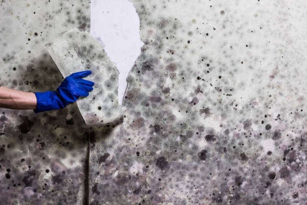 Best Emergency Mold Remediation in Lemon Hill, CA